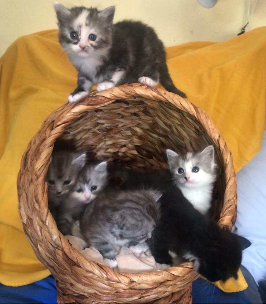 chinchilla kitten for sale